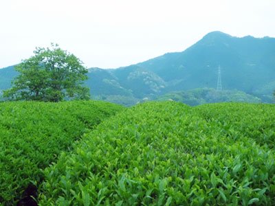 嬉野茶畑