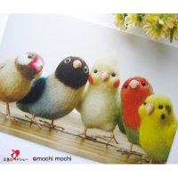 【お取り扱い終了】「なかよしインコ＆文鳥 スタジオ」mochi mochi nao' おとりさんズポストカード