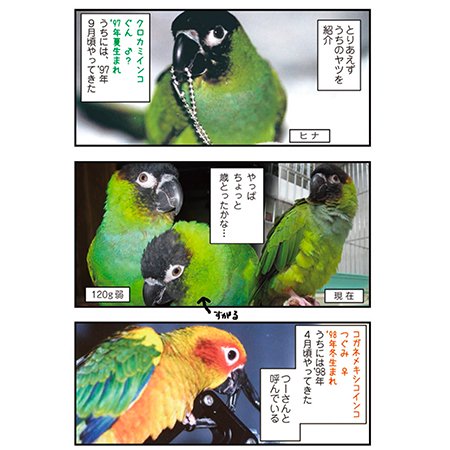 インコの飼育観察レポート＊東城和実×細川博昭コラボ＊インコ飼育本なら - 文鳥ロードショー  全部小鳥♪小鳥雑貨とアクセサリー100%の通販セレクトショップ