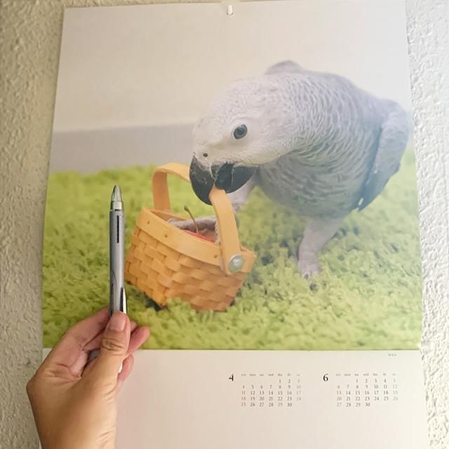 未使用品◎ヴェルサーチ スカーフ 大判ハンカチ インコ オウム 鳥 未使用品◎ヴェルサーチ スカーフ 大判ハンカチ インコ オウム