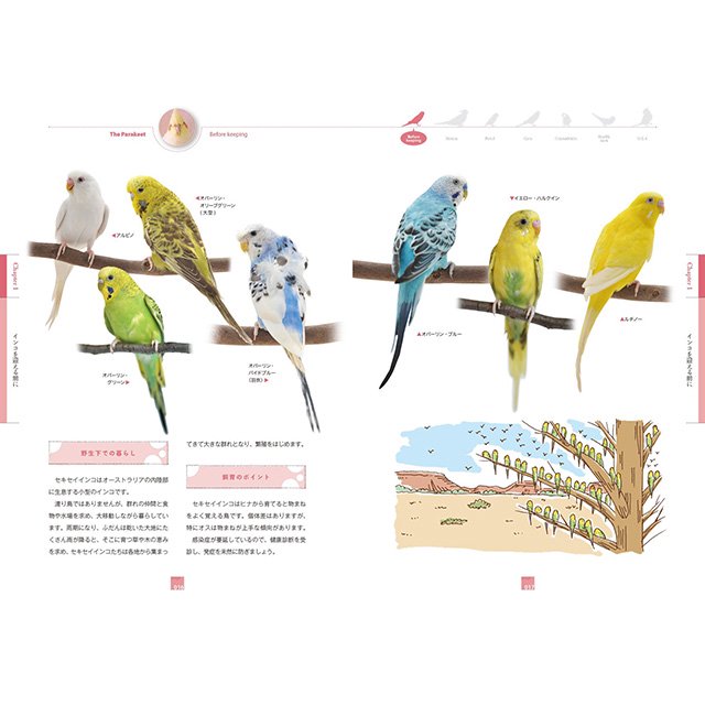 小動物飼い方上手になれる! / インコ」すずき 莉萌著 / 誠文堂新光社