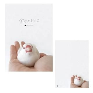 白文鳥 - 文鳥ロードショー | 小鳥モチーフの雑貨、アクセサリー