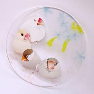 文鳥エクスプレス(お急ぎ対応) - 文鳥ロードショー | 小鳥モチーフの