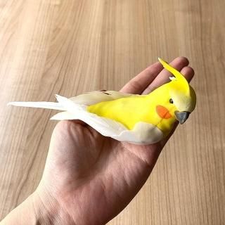 オカメインコ雑貨、アクセサリーなら - 文鳥ロードショー 全部