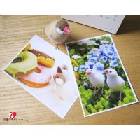 【ハンドメイド】mochi mochi nao' おとりさんズポストカード「ドーナツ文鳥」「フラワー文鳥」
