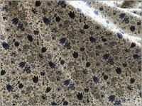 �ڥ֥����� ���ϡۥ��ꥨ�󥿥�ե�*blue*85B