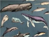 �ڥĥ��� ���ϡۥ��륫&������*bluegray*26B