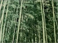 �ڥ����� ���ϡۥꥢ��ץ���*����*green*5A