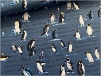 �ڤϤ���ۥ��å���*�ڥ󥮥�*�ѻ�*smoke blue*84D�ʭ�7��