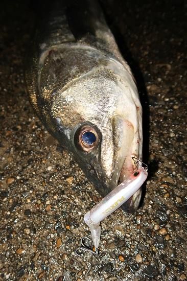 ХήƤ饳졪ľ̯ʥ󥸤άPLEXľ7.5g 85mm ѥƥۥ磻ȡʥꥢޥޡ


















