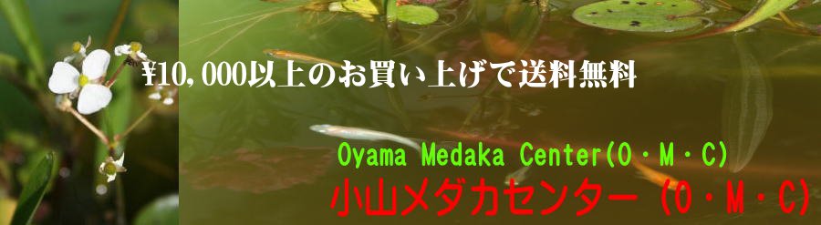 小山メダカセンター　メダカ通販