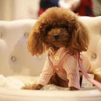 一時お値下げ バディベルト コーラルドリーム 3.5号 犬用品