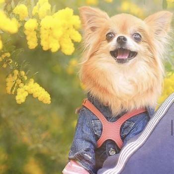 【美品】BUDDY BELT 2号　コーラルピンク BUDDY BELT／バディーベルト】コーラルドリーム≪Coral Dream