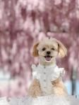 <img class='new_mark_img1' src='https://img.shop-pro.jp/img/new/icons13.gif' style='border:none;display:inline;margin:0px;padding:0px;width:auto;' />minttanۥۥ磻ȥǥ˥ԡ