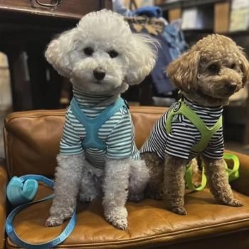 新品 バディベルト リードセット 水色 サイズ3 新品 バディベルト リードセット 水色 サイズ3 新品 バディベルト