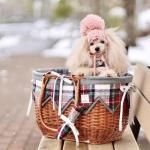 <img class='new_mark_img1' src='https://img.shop-pro.jp/img/new/icons13.gif' style='border:none;display:inline;margin:0px;padding:0px;width:auto;' />Bouquet de muguetHarris Tweed С