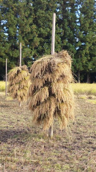 農薬肥料不使用・天日乾燥米ササシグレ - やえはた自然農園