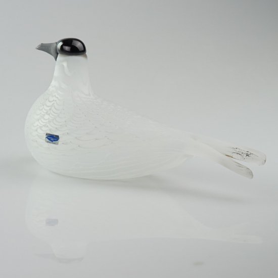 OIVA TOIKKA Bird SPECIES OF TERN 01