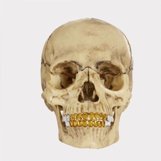 Supreme シュプリーム 2023AW 4D Model Human Skull 4Dモデルスカルヒューマン ナチュラル 模型 |  最新モデルのSupreme 2023AW 4Dモデルスカルヒューマンをご紹介 - Supreme(シュプリーム)オンライン通販専門店  Be-Supremer