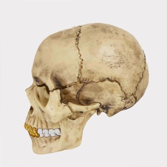 高額売筋 supreme 4d model human skull シュプリーム スカル | www