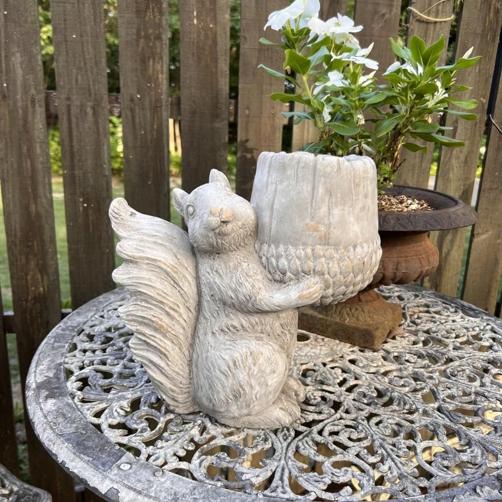 アイアンリスドングリ