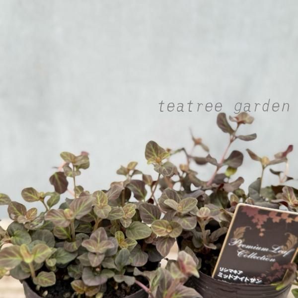 ꥷޥإߥåɥʥȥ١2.5