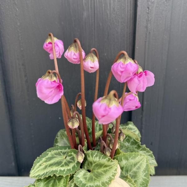 󡡥󥿡٥롡ԥ󥯡ˡ3