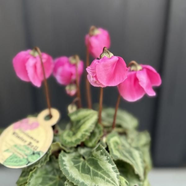 󡡥󥿡٥롡ǻԥ󥯡ˡ3