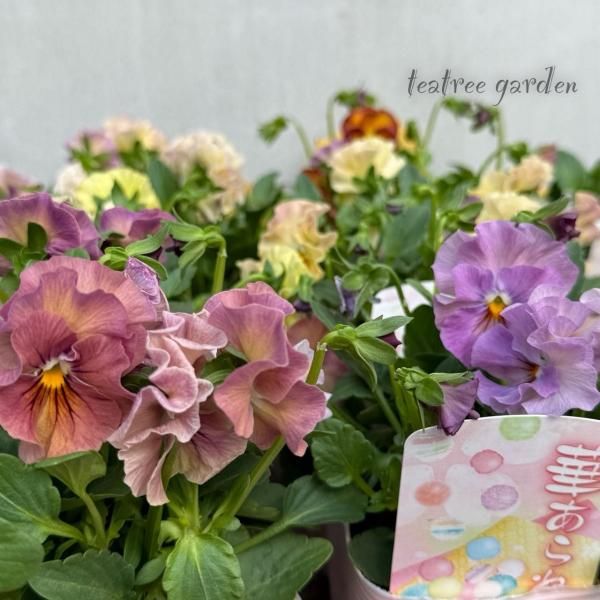 ڤ졡ӥ飳ݥåȥåȡ3.5