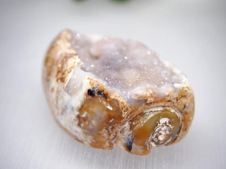 スパイラライト（Spiralite Fossil Shell） 天然石原石 スパイラライト（Spiralite Fossil Shell） 天然石原石【新商品