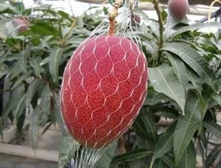 宮崎マンゴー熟光の華（2L×2玉）【6月中旬～7月下旬】 - 熟光