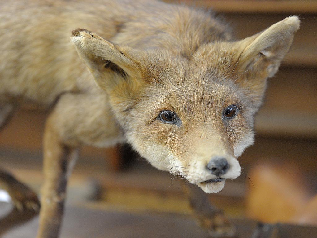 フランスアンティーク狐の剥製を販売中