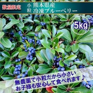 ܻࡼѾγ֥롼٥꡼5