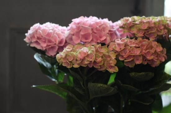 紫陽花 ハイドランジア マジカルアメジスト 紫陽花 ハイドランジア マジカルアメジスト