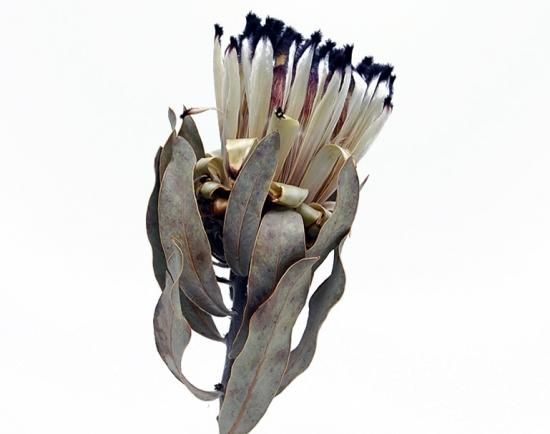 プロテア・ニオベ ナチュラル