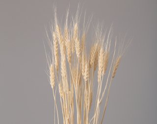 大地農園<br>小麦　オフホワイト