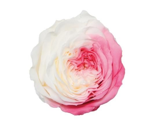 新品ナナマカロンローズマーブルピンク1箱プリマヴェーラ