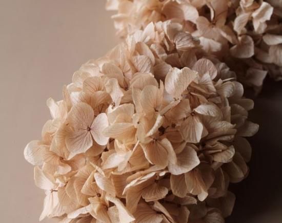 ゆめアジサイ　シャンパン　大地農園 楽天市場】【プリザーブド】【小分け】大地農園/ゆめアジサイ