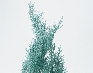 クリスマスグリーン - クラフトマニア （大阪サンセイ ネット