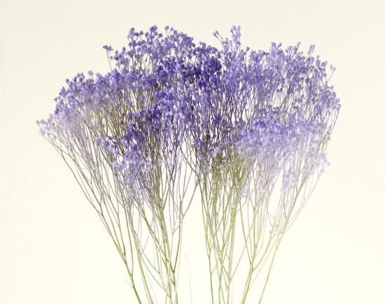 大地農園 モリソニア パープル グリーン