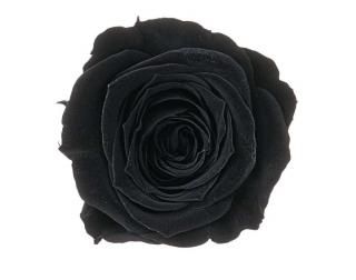 <img class='new_mark_img1' src='https://img.shop-pro.jp/img/new/icons1.gif' style='border:none;display:inline;margin:0px;padding:0px;width:auto;' /><br><br >ʣȢ<br >
