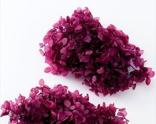 01510-661 大地農園 ソフト・ピラミッドアジサイ・ヘッド ネイビー