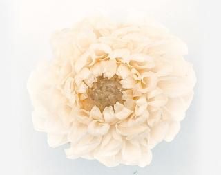 <br>ߥ˥ꥢ<br />ۥ磻ȥѥ
