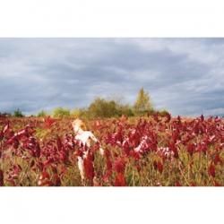 Ryan McGinley - NADiff Online