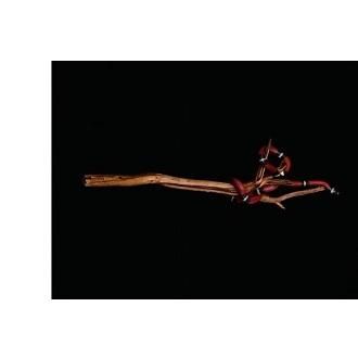 Mapplethorpe : The Complete Flowers 上田義彦