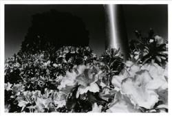 深瀬昌久 - NADiff Online