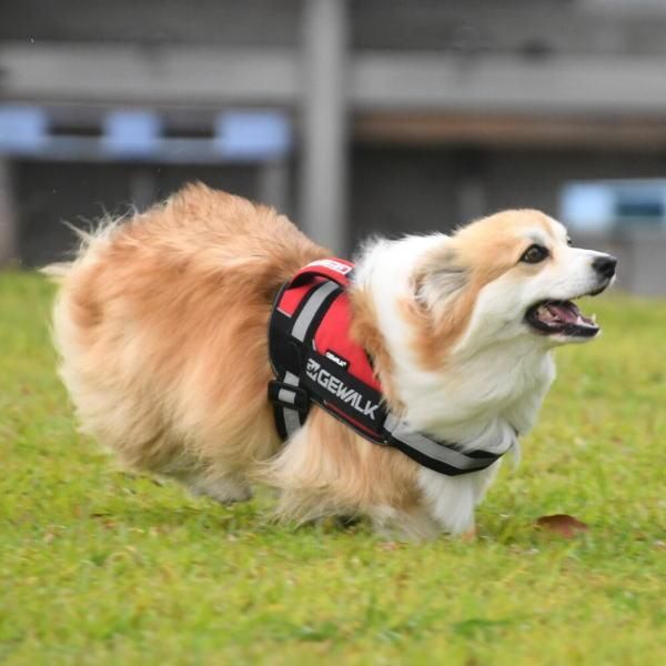 犬 ハーネス ワイルドエクスプローラーハーネス 小型犬～大型犬