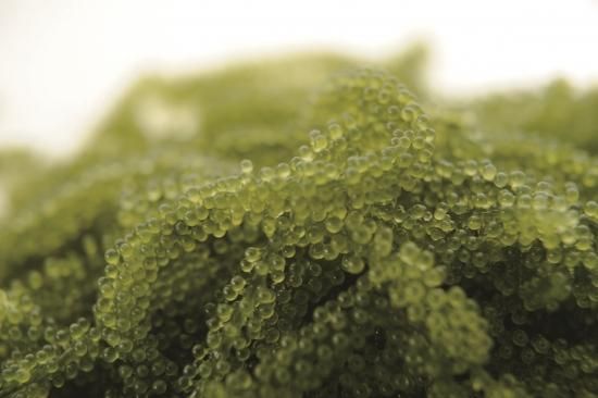 ぷちぷち海ぶどうまんぷくセット（ 50g×4 タレ付） - 【海ぶどう農園