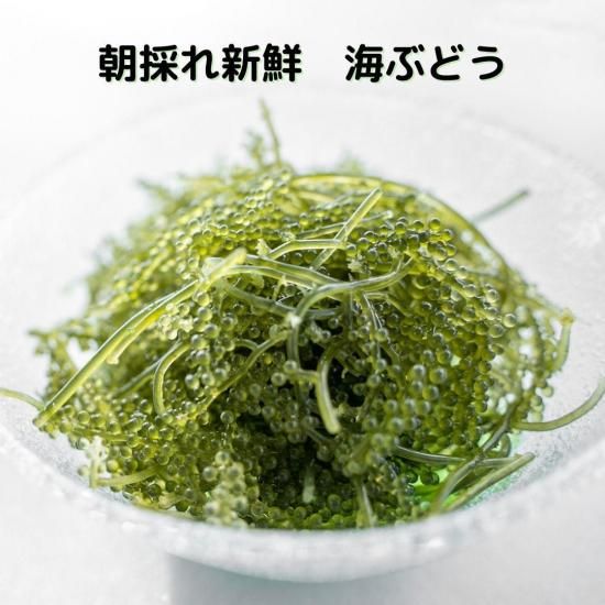 茎付き海ぶどう2kg（タレ無し）送料無料 ワケあり茎付海ぶどう