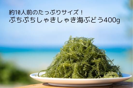 【ながの社長 コラボ記念海ぶどう】 - ぷちぷち　海ぶどう農園のお店　WEBショッピング